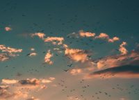 Photo of many birds in a cloudy sky
